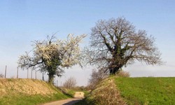 Feldweg in Laufen.JPG